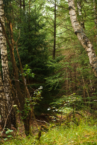 Grüner Wald, Zweige, Gras, Blätter im Sommer - Foto, Bild