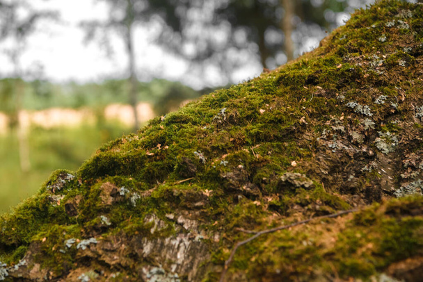Green forest, branches, moss in summer - Fotoğraf, Görsel