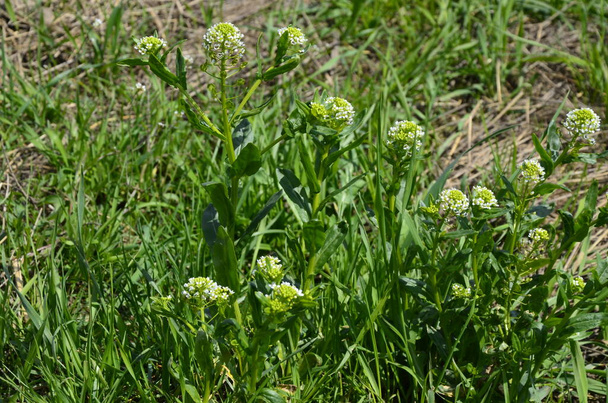 Field pennycress, Thlaspi arvense is an edible plant used in salads. Their seeds are sometimes used as a spice, mostly for meat. Nowadays it is almost forgotten spice used in previous centuries. - Photo, Image