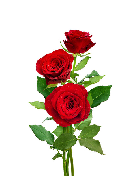 Bouquet of red roses isolated on white. Romantic flowers. - Foto, Bild