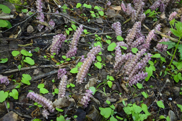 Lathraea squamaria plant is a parasite in the woods of Europe. Pink flowers of blooming common toothwort in the forest, parasitic plant growing on tree roots - Photo, Image