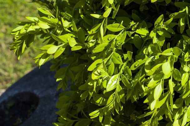 Georgische Buxus close-up en macro, Buxus met waterdruppels, zonlicht - Foto, afbeelding