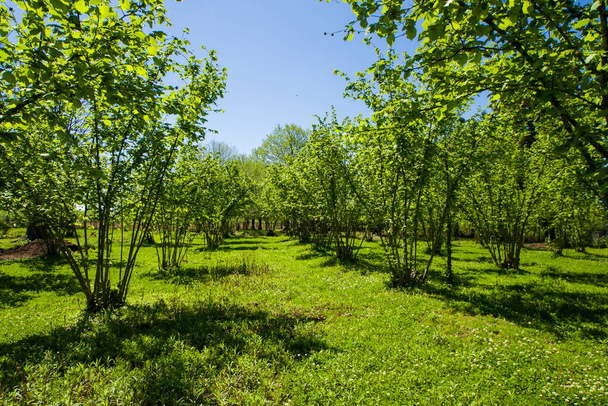 Hasselpähkinä puita istutus maisema ja näkymä, suuri joukko puita - Valokuva, kuva