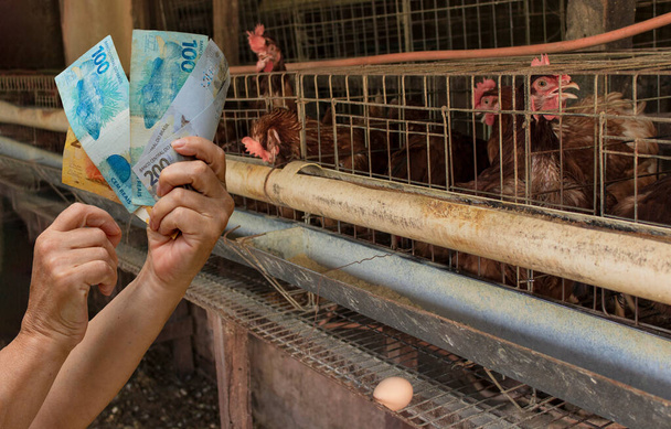 Brezilya parasını çiftlikte yumurta ve tavuğun önünde tutmak. - Fotoğraf, Görsel