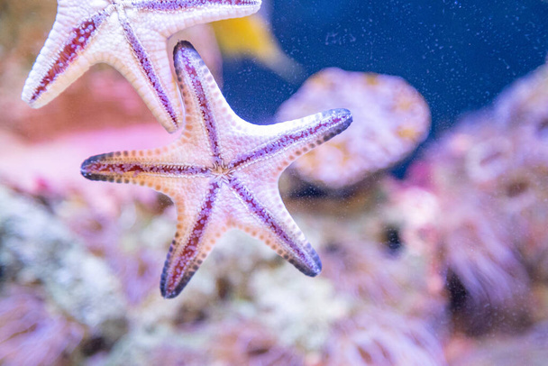 Крупным планом нижней части красочной оранжевой морской звезды (морские звезды, звездные рыбы) в аквариуме морского кораллового рифа, когда она ползает по стеклу. - Фото, изображение