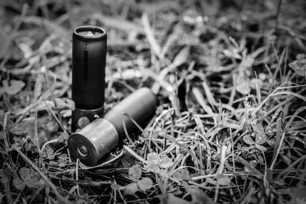 12 gauge bullets on the grass with fallen leaves.  - Valokuva, kuva