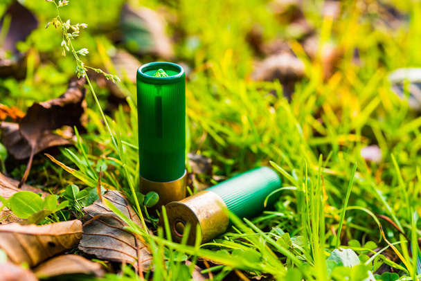 12 gauge bullets on the grass with fallen leaves. - Fotografie, Obrázek