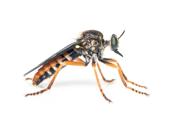 L'immagine degli Asilidae è la famiglia delle mosche rapinatrici, chiamate anche mosche assassine. su sfondo bianco. Insetto. Animali - Foto, immagini