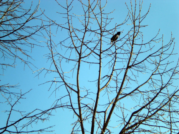 Crowd (Corvus frugilegus) stay in a linden tree (Tillia) with blue sky in the background - Photo, Image