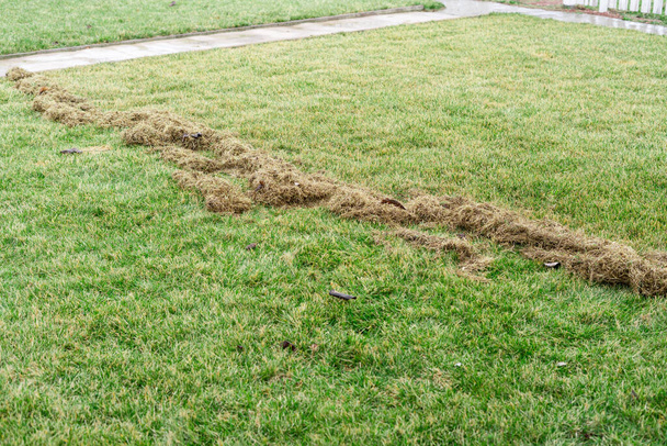 Очистка ярко-зеленой лужайки от сухой травы после зимы - Фото, изображение