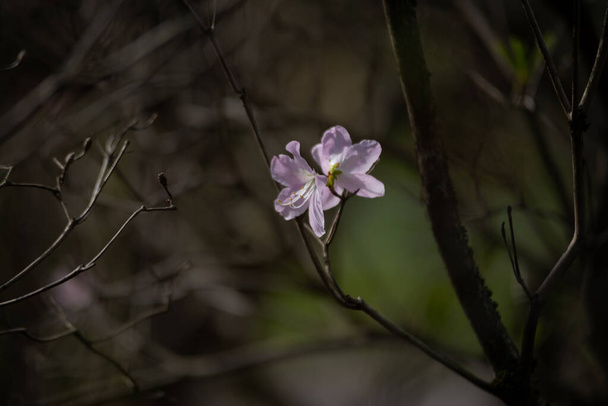 İlkbaharda yeşil yapraklı pembe çiçekli çalılar. - Fotoğraf, Görsel