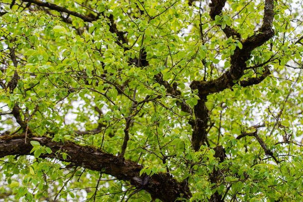 kleine boomtakken in het voorjaar op neutrale wazige achtergrond. abstract met frisse groene bladeren - Foto, afbeelding