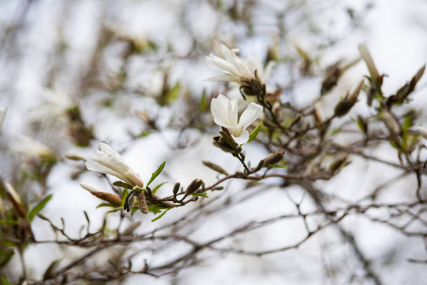 Flowers of Magnolia x Loebneri blossom spring day - Photo, Image