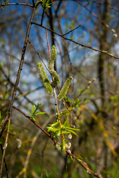 Close-up van een bloeiende bij met groene borstelharen en groene bladeren in de lentezon. - Foto, afbeelding