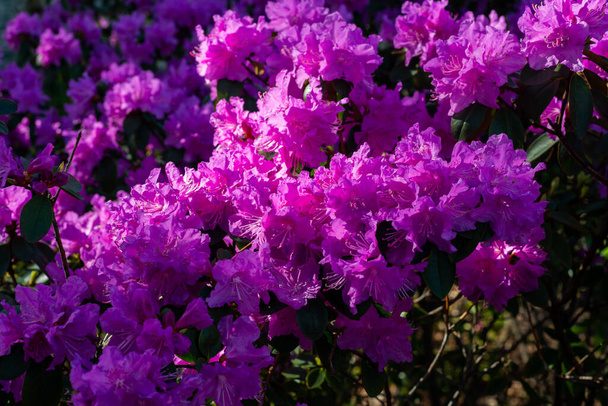 Rhododendron hybrida 'Peter John Mezitt' flowers in spring. - Photo, Image