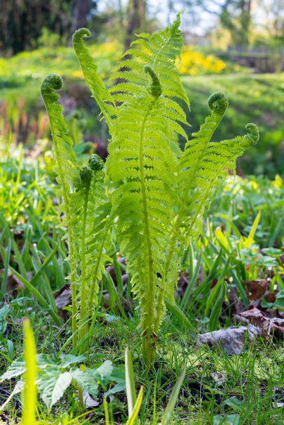 Beautyful ferns leaves green foliage natural floral fern background in sunlight. - Photo, Image