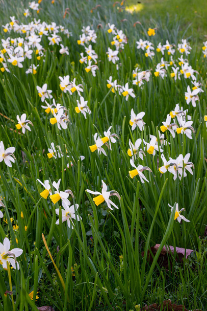 Weiße Narzissen mit gelbem Kern blühen im April im Garten. Ein großes Narzissenfeld. Frühling weiße und gelbe Blumen. - Foto, Bild