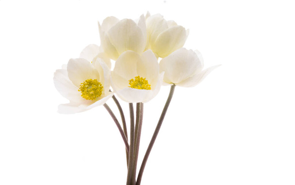 квітка Холлбора ізольована на білому тлі
  - Фото, зображення