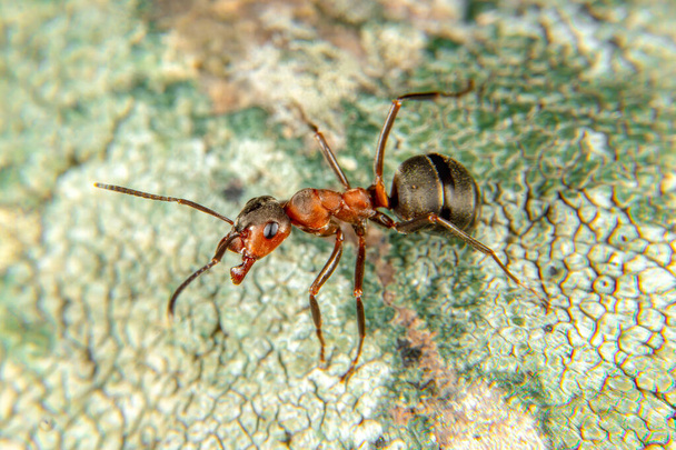 Red Wood Ant in spring - Photo, Image