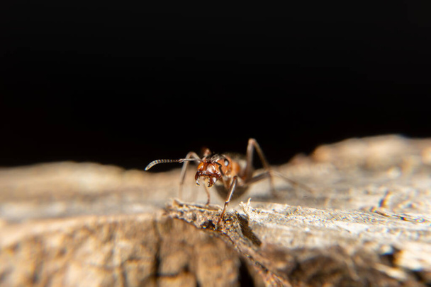 Hormiga de madera roja en primavera - Foto, imagen