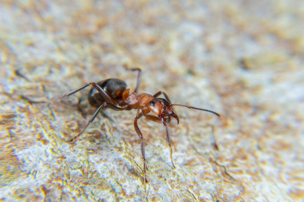 Hormiga de madera roja en primavera - Foto, Imagen
