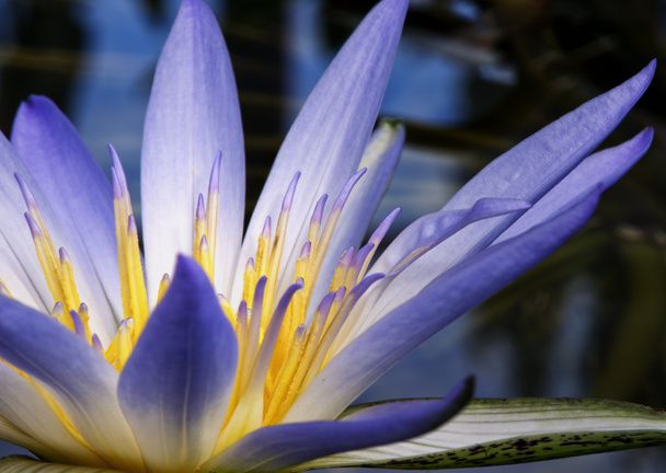 Amazon Water Lily - Photo, Image