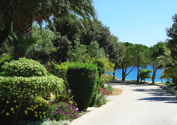 Flora mediterránea en el pequeño pueblo junto al mar en un día soleado brillante - Foto, imagen