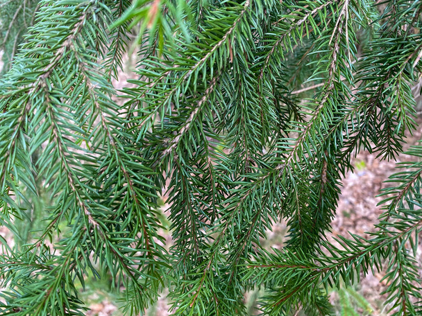 Tree branch close-up. Green branches of the Christmas tree grow in the forest. Evergreen tree Christmas tree - Photo, Image