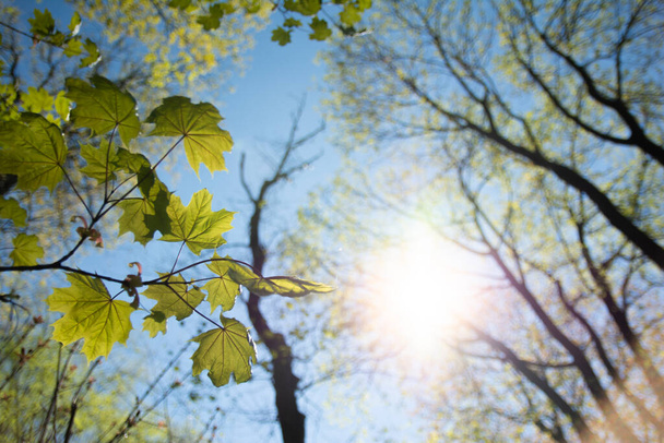 vieil arbre par une journée ensoleillée au printemps sur fond de nouvelles feuilles vertes. - Photo, image