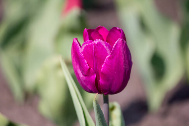 Lila tulipánbimbó közelkép. A kertben. - Fotó, kép