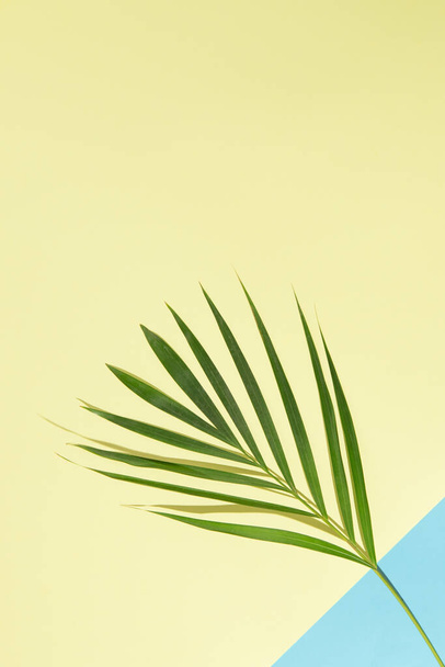 Верхній бік простору копіювання. Зелена пальма листя на гілках на світлому морському водному синьому фоні з правого нижнього кута і піщано-жовтого домінуючого фону. Концепція літнього пляжу з мінімальним характером
. - Фото, зображення