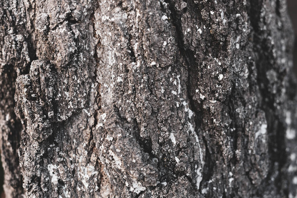 Corteza de abedul textura del árbol. Fondo natural - Foto, imagen