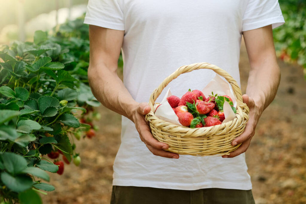 Чоловічі руки з кошиком, повним свіжої стиглої полуниці. фермер тримає ягоди стиглої полуниці. Урожай ягід. Чоловічі руки тримають коробку полуничних ягід
 - Фото, зображення