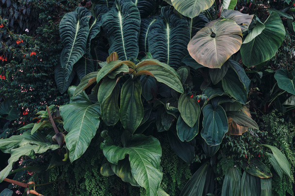Grüne Blätter. Natur im Hintergrund. Tropische Laubnatur. - Foto, Bild
