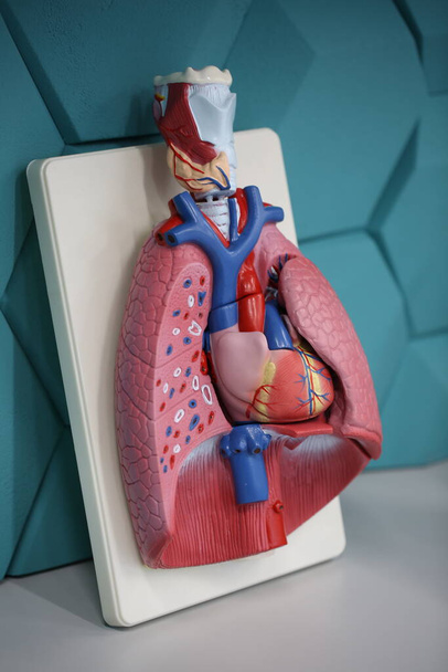 lung model for anatomy lesson - Photo, Image
