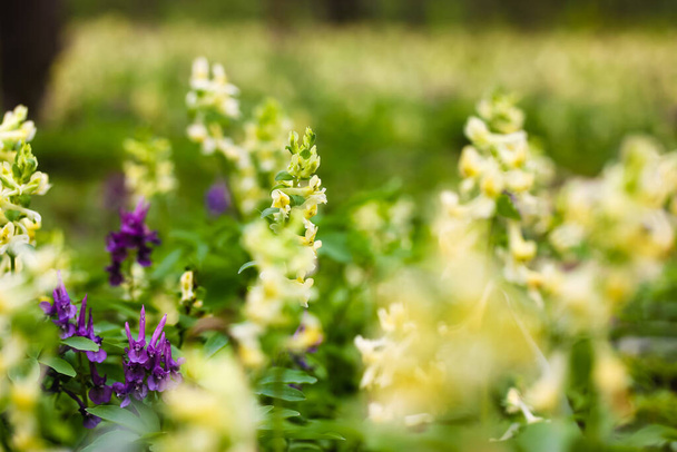 Żółte kwiaty fioletowe Sprin posłaniec Hollow-root (Corydalis Lutea) kwitnie wiosną na wolności w lesie lub parku. Piękne naturalne wiosenne tło kwiatowe. Kwitnąca podłoga leśna wczesną wiosną - Zdjęcie, obraz