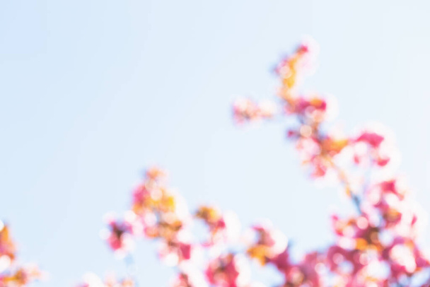 Blurred background with blooming sakura and sky - Photo, Image