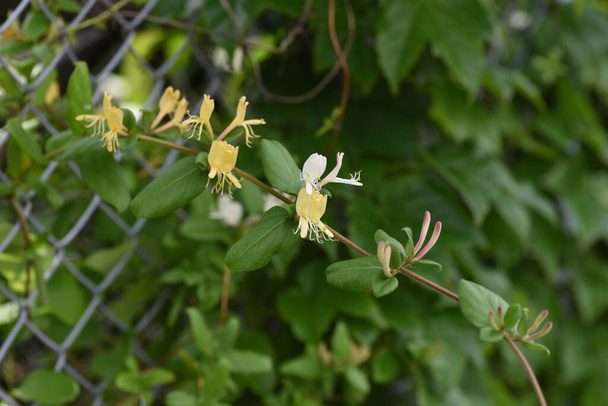 Flores de madressilva japonesas. Caprifoliaceae videira perene. - Foto, Imagem