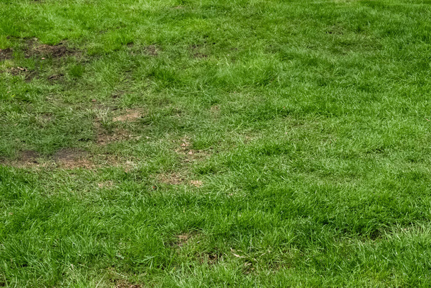 Кріпосна недосконала зелена трава з ділянками голого ґрунту
 - Фото, зображення