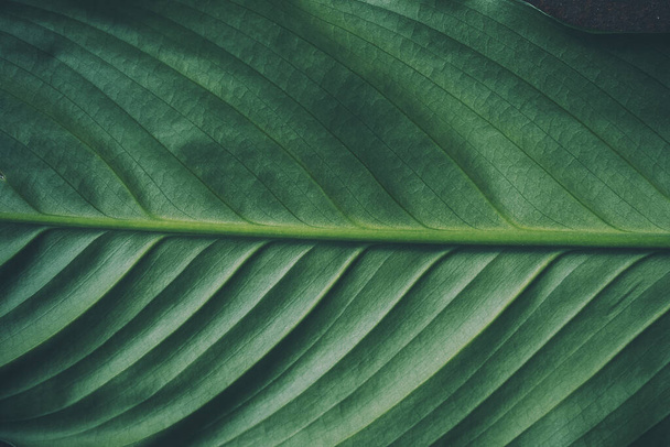 Groene achtergrond, groot blad spathiphyllum, close up - Foto, afbeelding