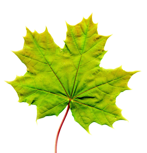 緑のカエデの葉 - 写真・画像