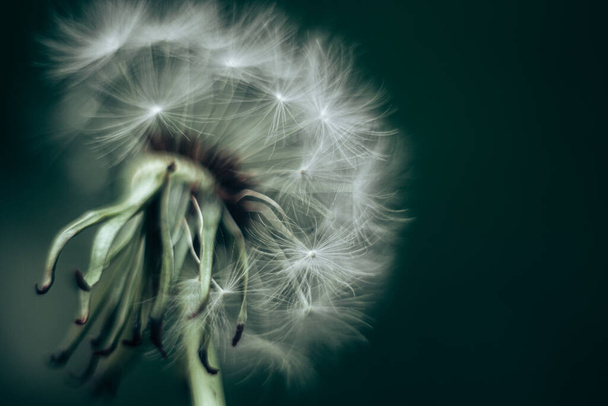 Abstract background dandelion close-up. Shallow depth of field. - Photo, Image