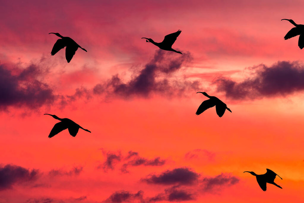Ein Schwarm Vögel fliegt in den pulsierenden wolkengefüllten Sonnenuntergangshimmel - Foto, Bild