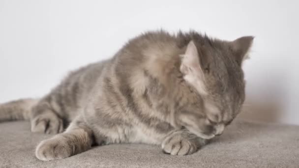 El gato mascota miente y lame - Metraje, vídeo