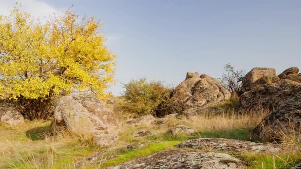 De boom is gekleed in een herfstoutfit. Aktovsiy canyon, Oekraïne. Herfstbomen en grote stenen rotsblokken. Live video - Video