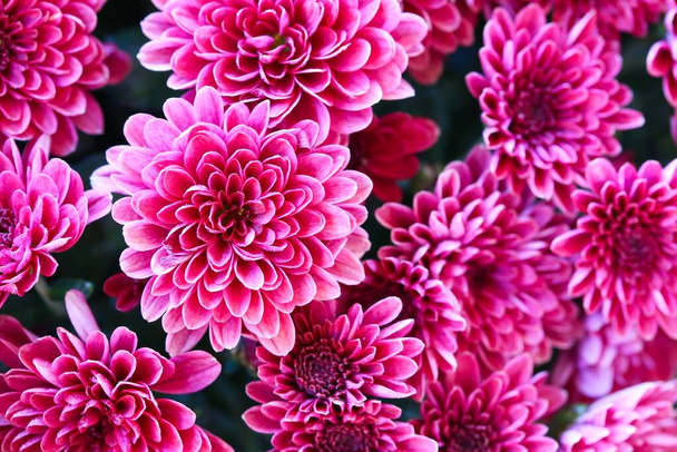 Zbliżenie ujęcie grupy pięknych różowych chryzantemy kwiaty w naturalnym świetle. - Zdjęcie, obraz