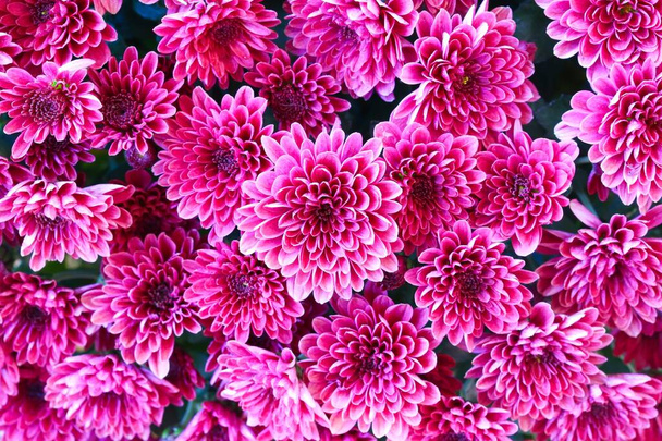 Un primer plano de un grupo de hermosas flores de crisantemo rosa en luz natural. - Foto, imagen