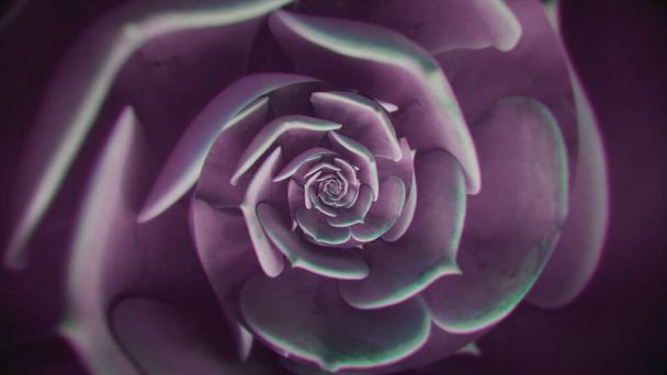 Forma rotativa realista abstrata de um botão de flor, loop sem costura. Animação. Fábrica de fiação rosa com pétalas frescas criando ilusão óptica. - Foto, Imagem