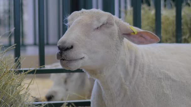 Retrato de oveja blanca comiendo heno en exposición de animales, feria - Imágenes, Vídeo