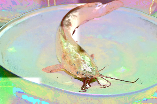 sketch or illustration of catfish that are still alive in the room - Photo, Image